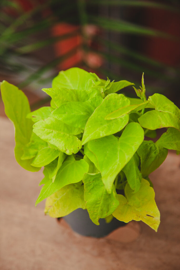 Zdjęcie rosliny doniczkowej Ipomoea batatas Marguerita, ujęcie 2