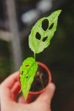 Zdjęcie rosliny doniczkowej Monstera obliqua Leichtlinii, ujęcie 1
