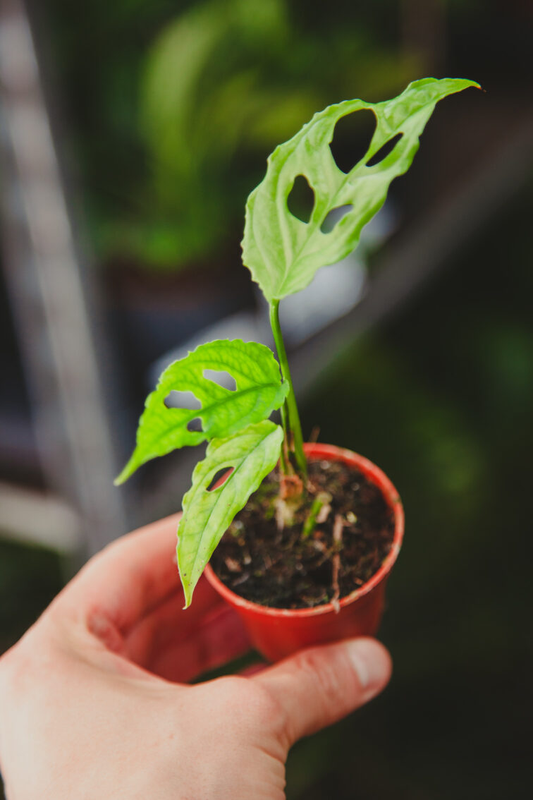 Zdjęcie rosliny doniczkowej Monstera obliqua Leichtlinii, ujęcie 2
