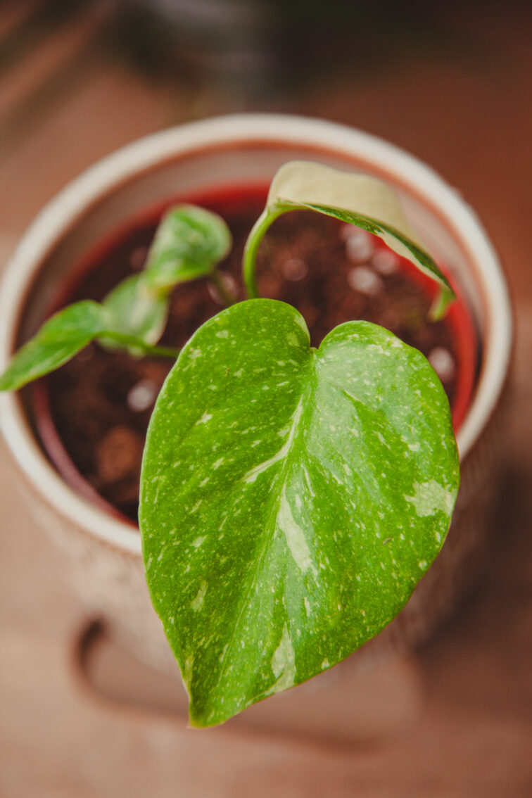 Zdjęcie rosliny doniczkowej Monstera Thai Constellation, ujęcie 1