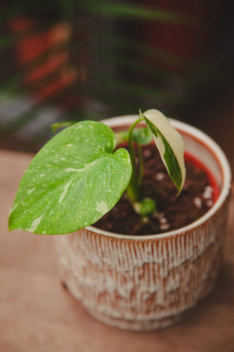 Zdjęcie rosliny doniczkowej Monstera Thai Constellation, ujęcie 2