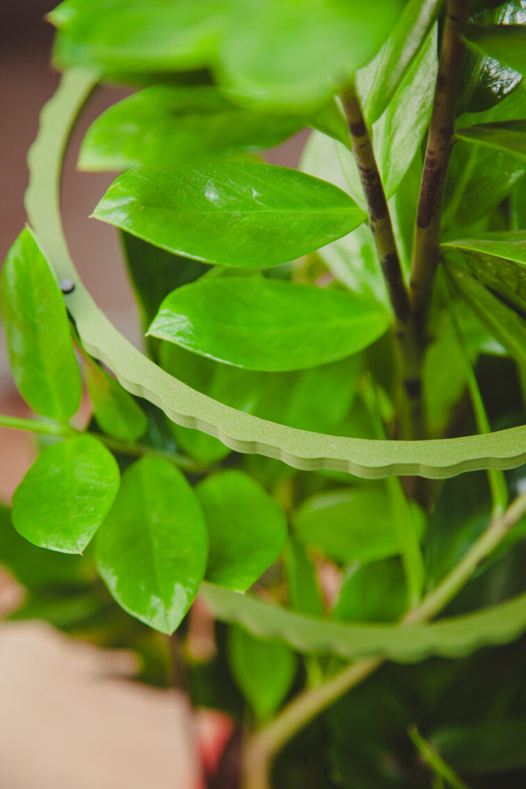 Zdjęcie akcesoria Obręcz Podwójna Duża Green, ujęcie 1