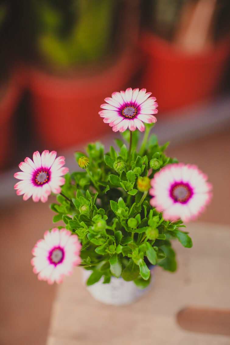 osteospermum-picasso_10x24-1_1712950115.jpg Zdjęcie rosliny doniczkowej Osteospermum Picasso, ujęcie 1