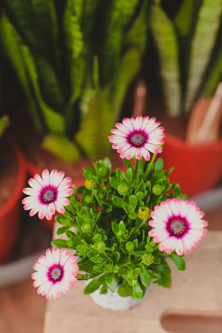 Zdjęcie rosliny doniczkowej Osteospermum Picasso, ujęcie 2