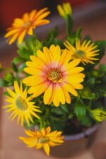 Zdjęcie rosliny doniczkowej Osteospermum, ujęcie 1