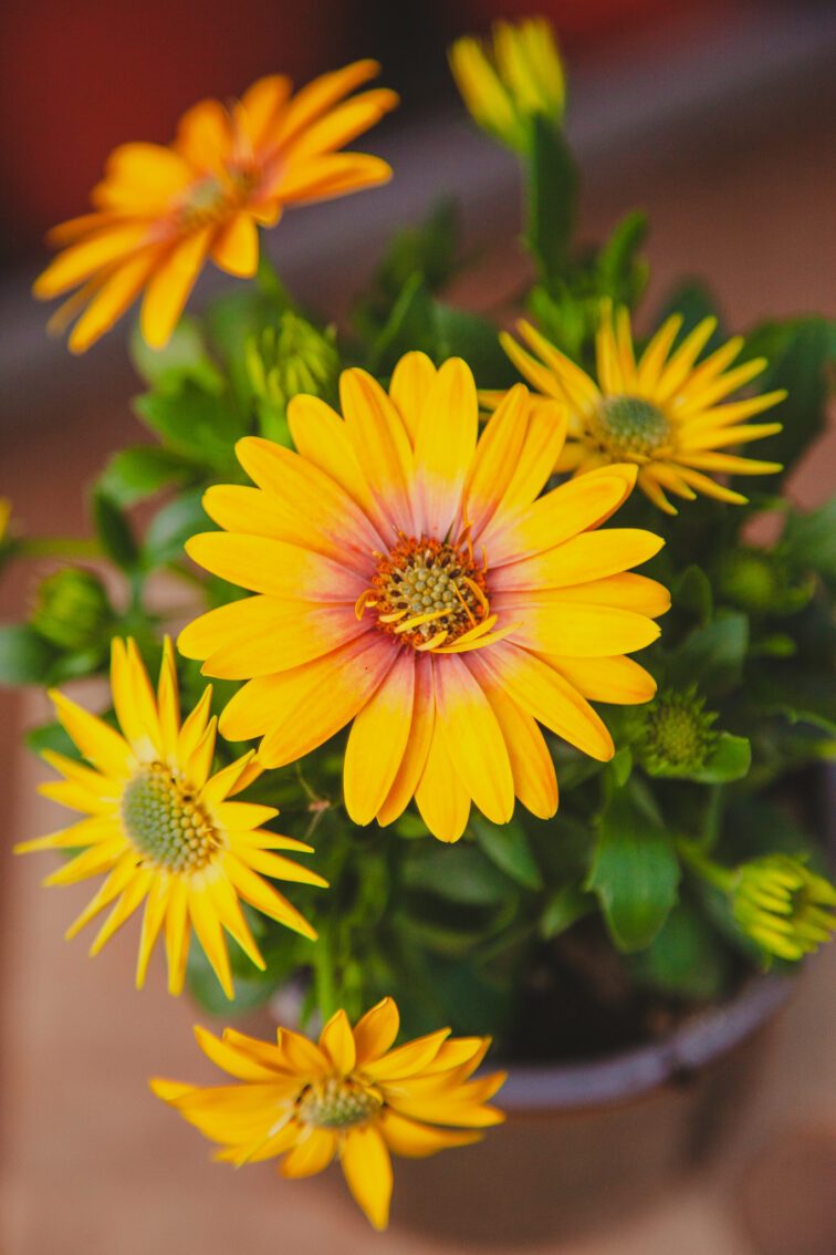 Zdjęcie rosliny doniczkowej Osteospermum, ujęcie 1