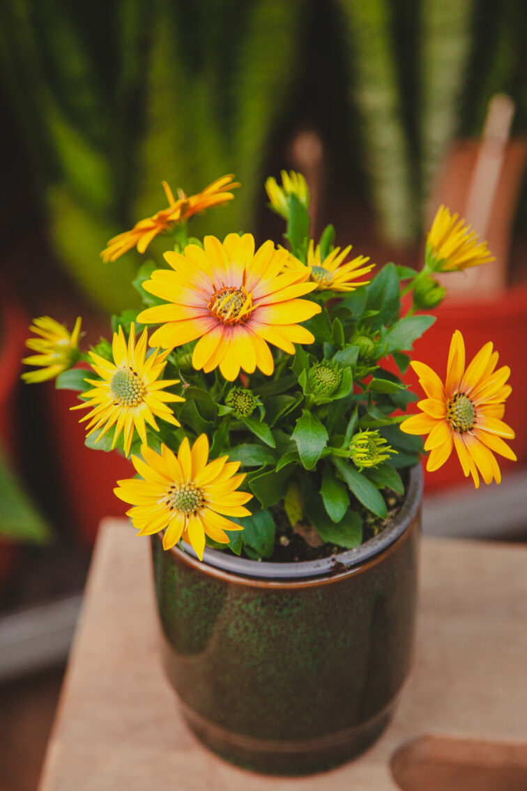 Zdjęcie rosliny doniczkowej Osteospermum, ujęcie 2