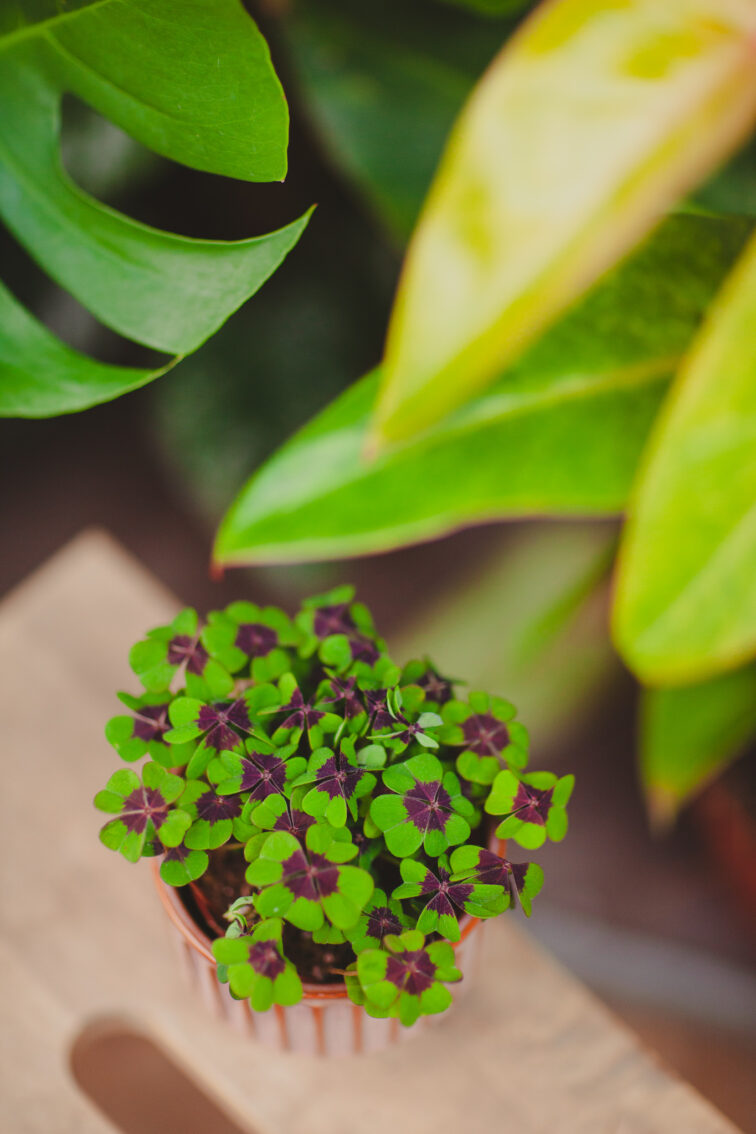 Zdjęcie rosliny doniczkowej Oxalis deppei, ujęcie 2
