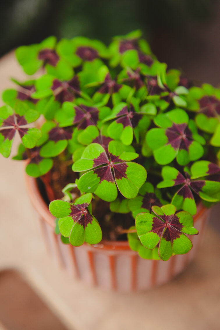 Zdjęcie rosliny doniczkowej Oxalis deppei, ujęcie 3