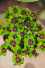 Zdjęcie rosliny doniczkowej Oxalis deppei, ujęcie 4