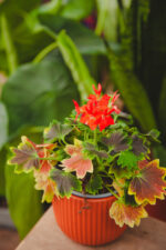 Zdjęcie rosliny doniczkowej Pelargonium Leaf Schoko, ujęcie 1