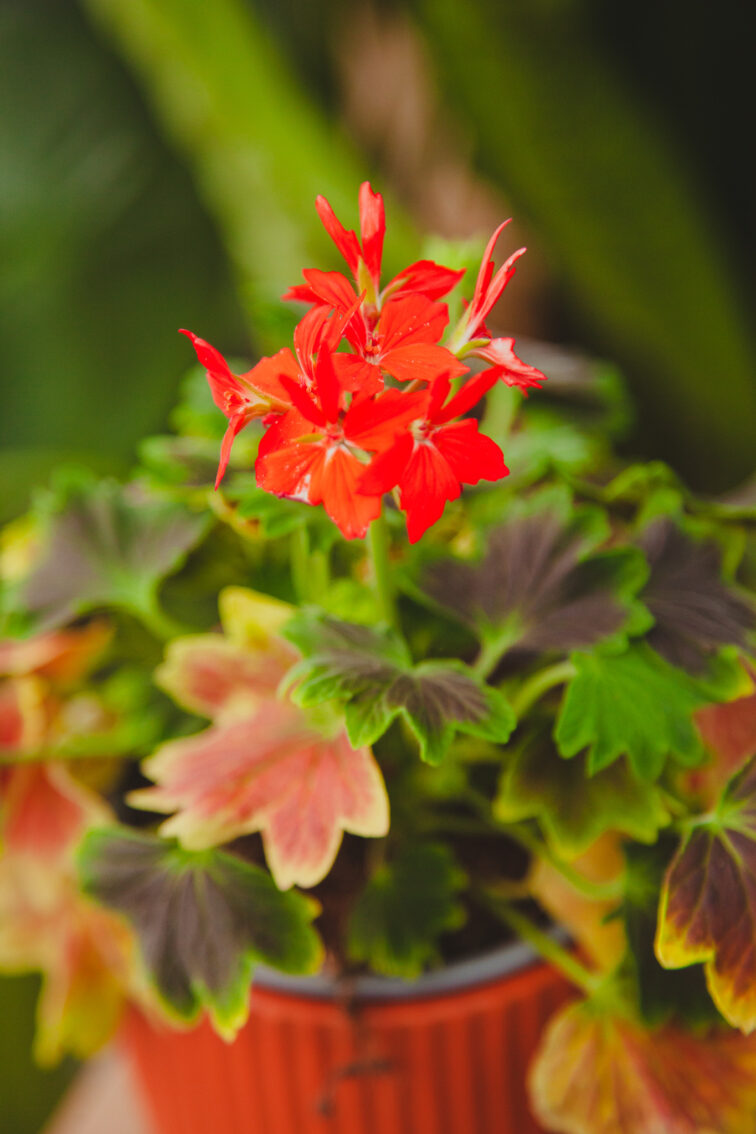 Zdjęcie rosliny doniczkowej Pelargonium Leaf Schoko, ujęcie 2
