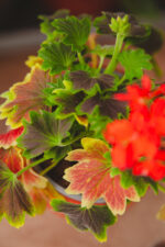 Zdjęcie rosliny doniczkowej Pelargonium Leaf Schoko, ujęcie 3