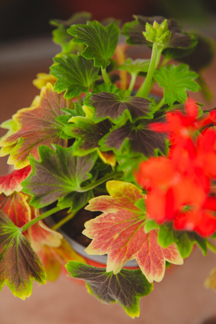 Zdjęcie rosliny doniczkowej Pelargonium Leaf Schoko, ujęcie 3