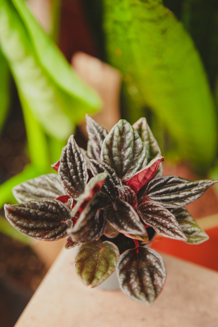 Zdjęcie rosliny doniczkowej Peperomia caperata Montevideo, ujęcie 2