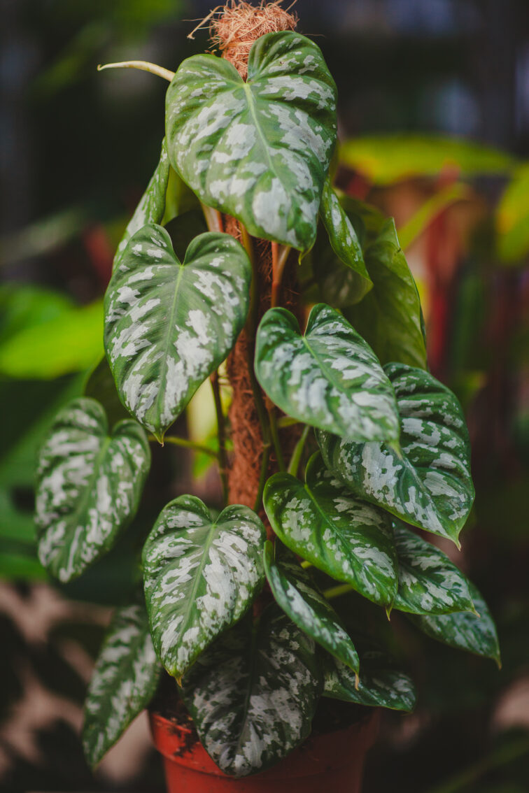 Zdjęcie rosliny doniczkowej Philodendron Brandtianum Wild Form, ujęcie 1
