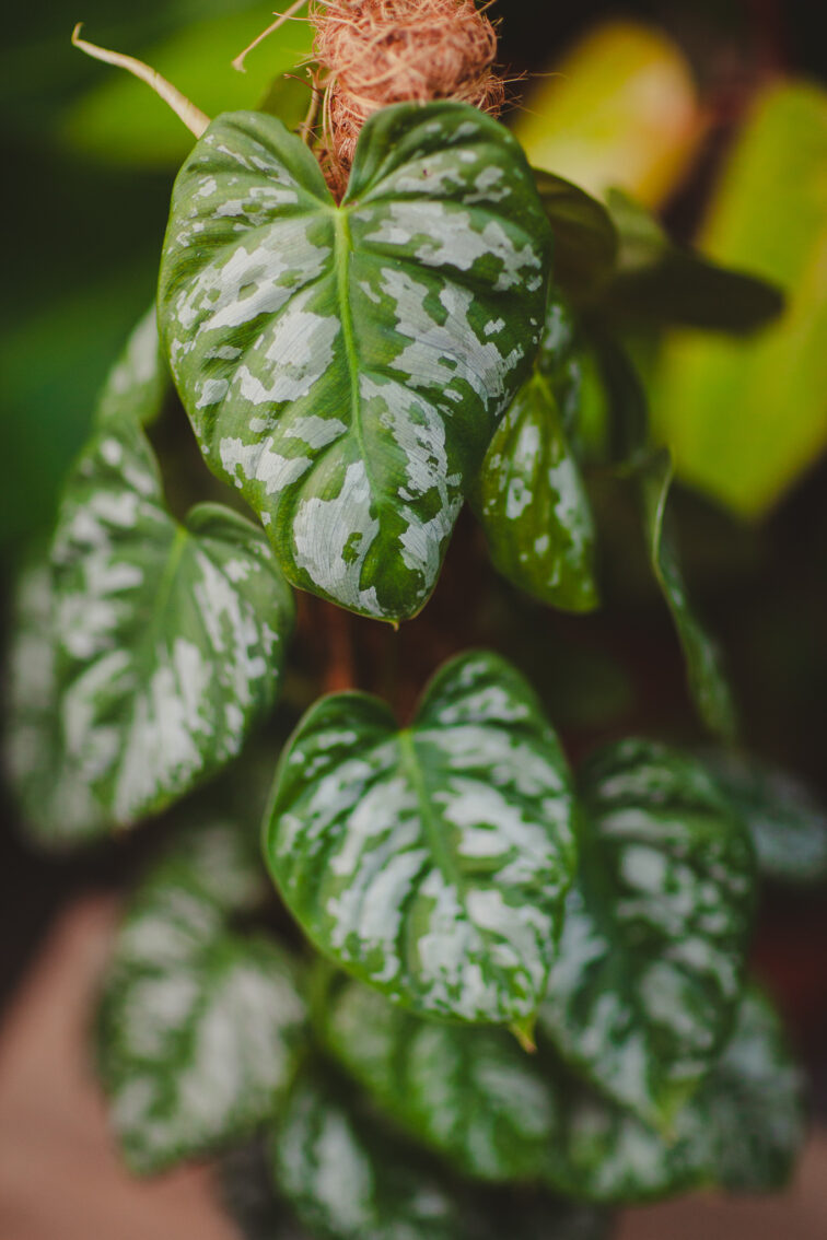 Zdjęcie rosliny doniczkowej Philodendron Brandtianum Wild Form, ujęcie 2
