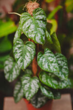 Zdjęcie rosliny doniczkowej Philodendron Brandtianum Wild Form, ujęcie 3