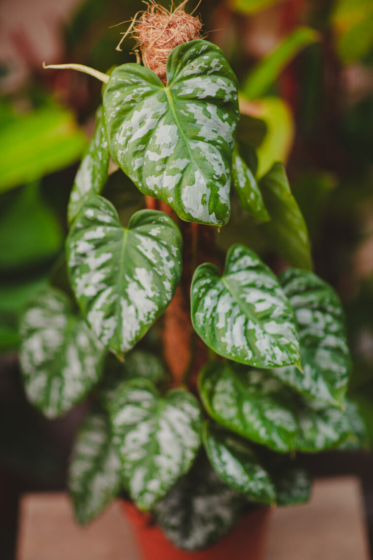 Zdjęcie rosliny doniczkowej Philodendron Brandtianum Wild Form, ujęcie 3