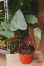 Zdjęcie rosliny doniczkowej Philodendron Dark Lord, ujęcie 2