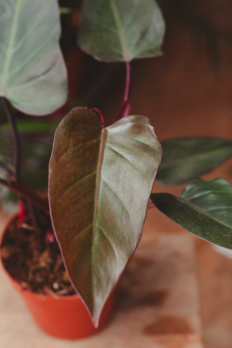 Zdjęcie rosliny doniczkowej Philodendron Dark Lord, ujęcie 3