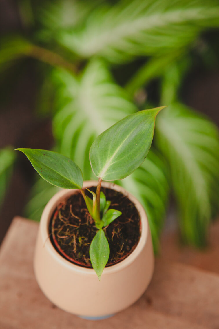 Zdjęcie rosliny doniczkowej Philodendron gloriosum Dark Form, ujęcie 2