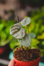Zdjęcie rosliny doniczkowej Philodendron sodiroi, ujęcie 3