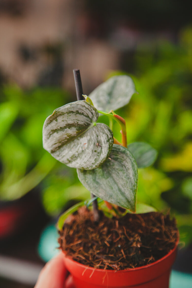 Zdjęcie rosliny doniczkowej Philodendron sodiroi, ujęcie 3