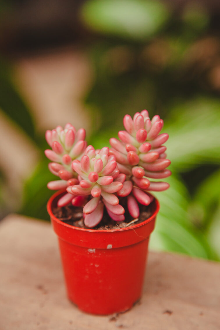 sedum-rubrotinctum-aurora_6x8-1_1714146428.jpg Zdjęcie rosliny doniczkowej Sedum rubrotinctum Aurora, ujęcie 1