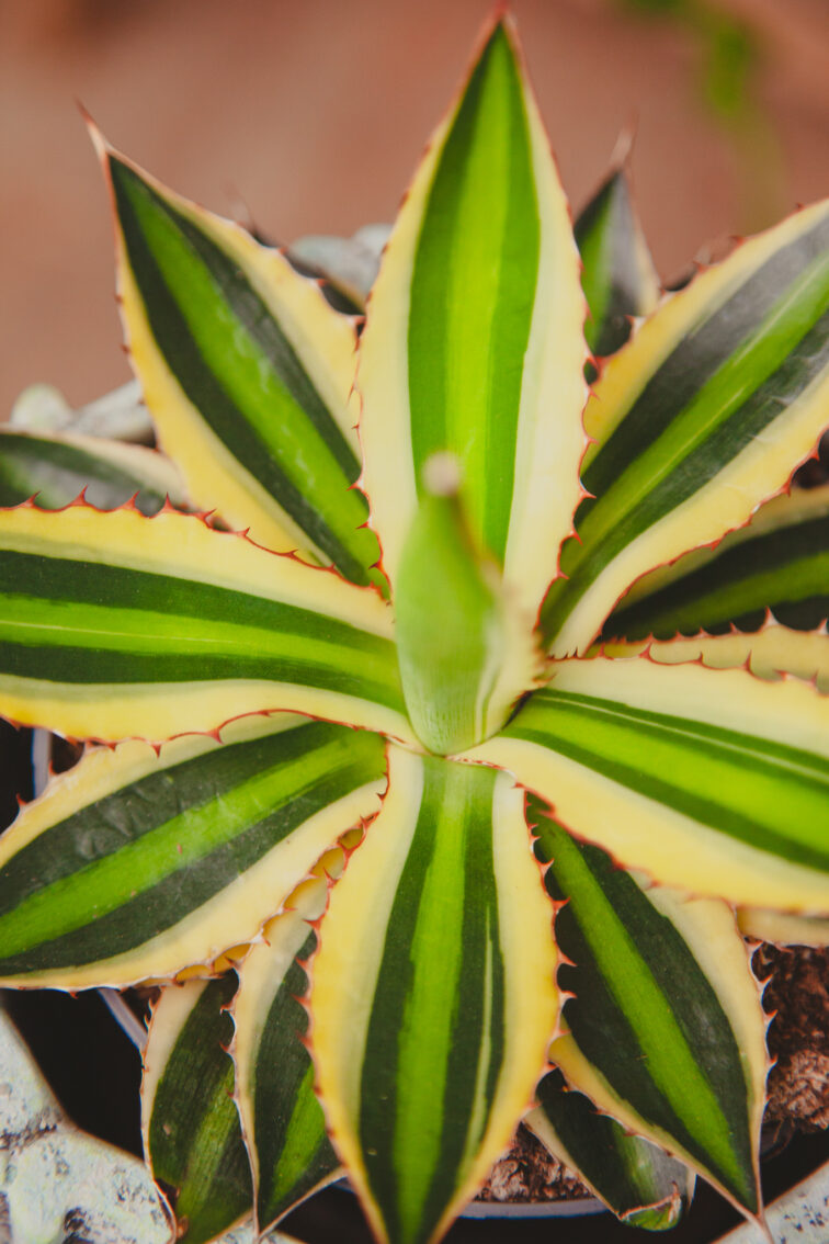 agave-lophantha-quadricolor_13x20-1_1716565937.jpg Zdjęcie rosliny doniczkowej Agave lophantha Quadricolor, ujęcie 1