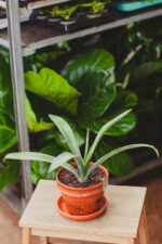 Zdjęcie rosliny doniczkowej Agave tequilana, ujęcie 1