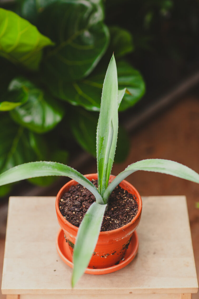 Zdjęcie rosliny doniczkowej Agave tequilana, ujęcie 3