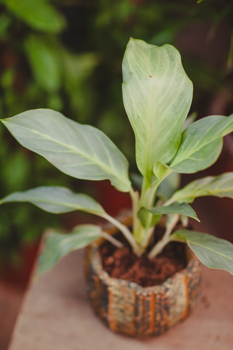 aglaonema-aqua-green_12x40-1_1715366563.jpg Zdjęcie rosliny doniczkowej Aglaonema 'Aqua green', ujęcie 1