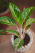 Zdjęcie rosliny doniczkowej Aglaonema Coco Green, ujęcie 1