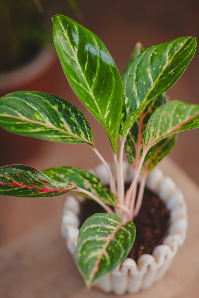 Zdjęcie rosliny doniczkowej Aglaonema Coco Green, ujęcie 1
