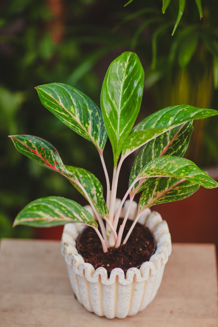 Zdjęcie rosliny doniczkowej Aglaonema Coco Green, ujęcie 2