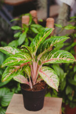Zdjęcie rosliny doniczkowej Aglaonema Cocomelon, ujęcie 1