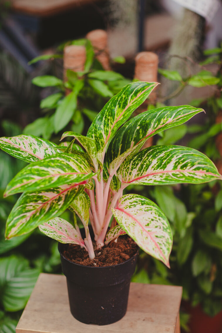Zdjęcie rosliny doniczkowej Aglaonema Cocomelon, ujęcie 1