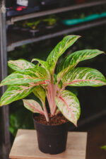 Zdjęcie rosliny doniczkowej Aglaonema Cocomelon, ujęcie 2