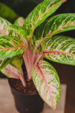 Zdjęcie rosliny doniczkowej Aglaonema Cocomelon, ujęcie 3
