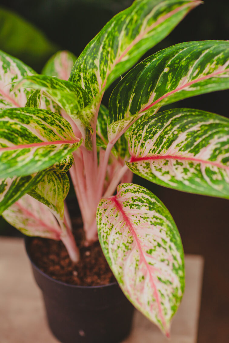 Zdjęcie rosliny doniczkowej Aglaonema Cocomelon, ujęcie 3