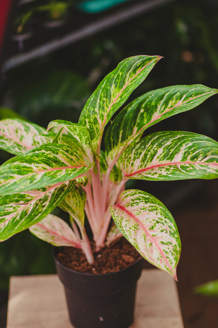 Zdjęcie rosliny doniczkowej Aglaonema Cocomelon, ujęcie 4