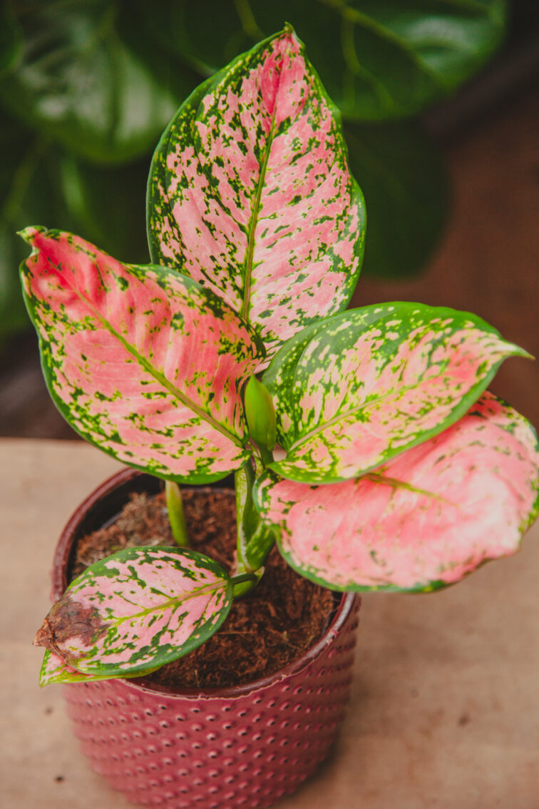aglaonema-crimson-love_12x35-1_1716024879.jpg Zdjęcie rosliny doniczkowej Aglaonema Crimson Love, ujęcie 1