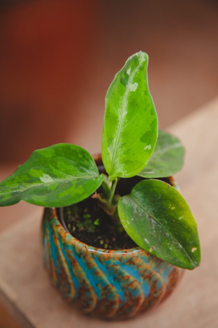 aglaonema-pictum-tricolour_6x10-1_1715365914.jpg Zdjęcie rosliny doniczkowej Aglaonema pictum tricolor, ujęcie 1