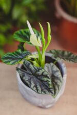 Zdjęcie rosliny doniczkowej Alocasia baginda Green Dragon, ujęcie 1