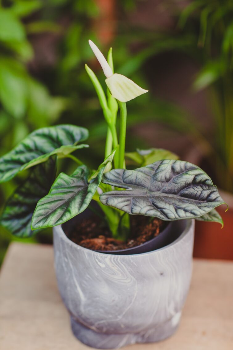 Zdjęcie rosliny doniczkowej Alocasia baginda Green Dragon, ujęcie 2