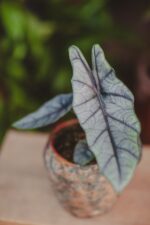 Zdjęcie rosliny doniczkowej Alocasia Heterophilla, ujęcie 1