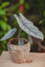 Zdjęcie rosliny doniczkowej Alocasia Heterophilla, ujęcie 2