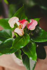 Zdjęcie rosliny doniczkowej Anthurium Joli Duo, ujęcie 1