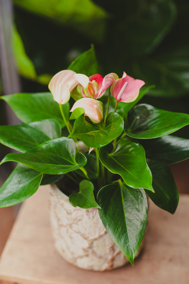 Zdjęcie rosliny doniczkowej Anthurium Joli Duo, ujęcie 2